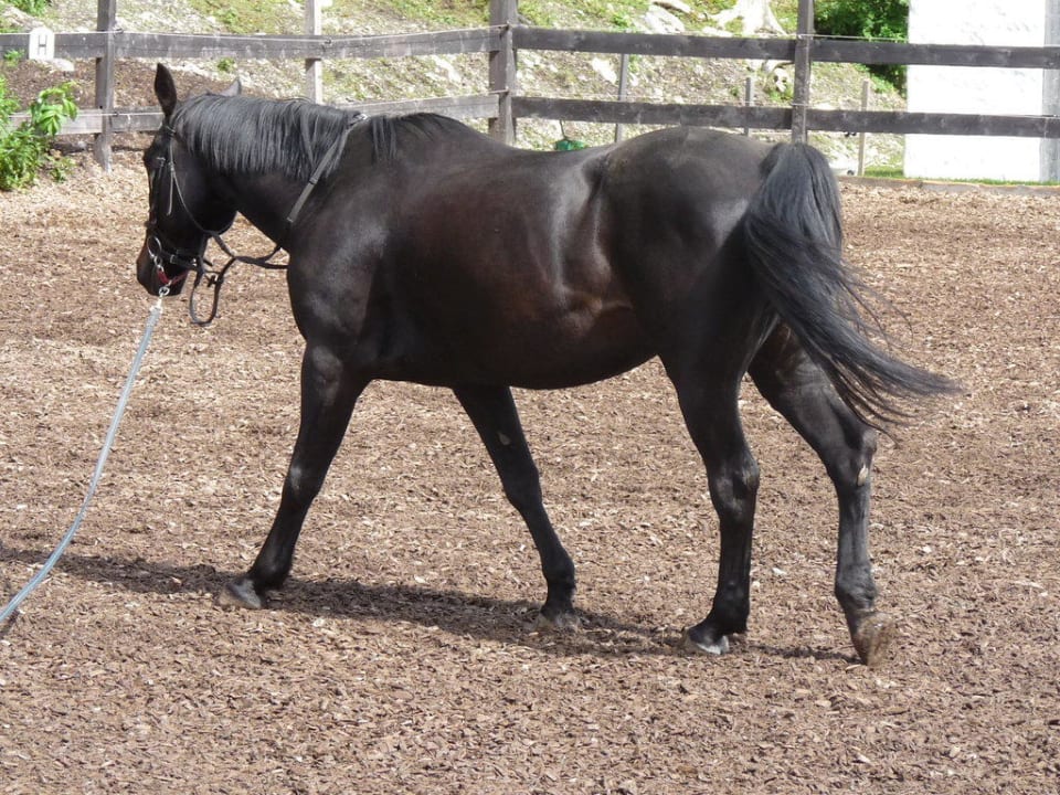 Spécial équitation Landhotel Postgut