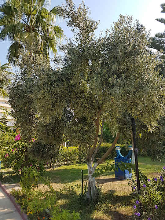 Gartenanlage Saphir Resort & Spa