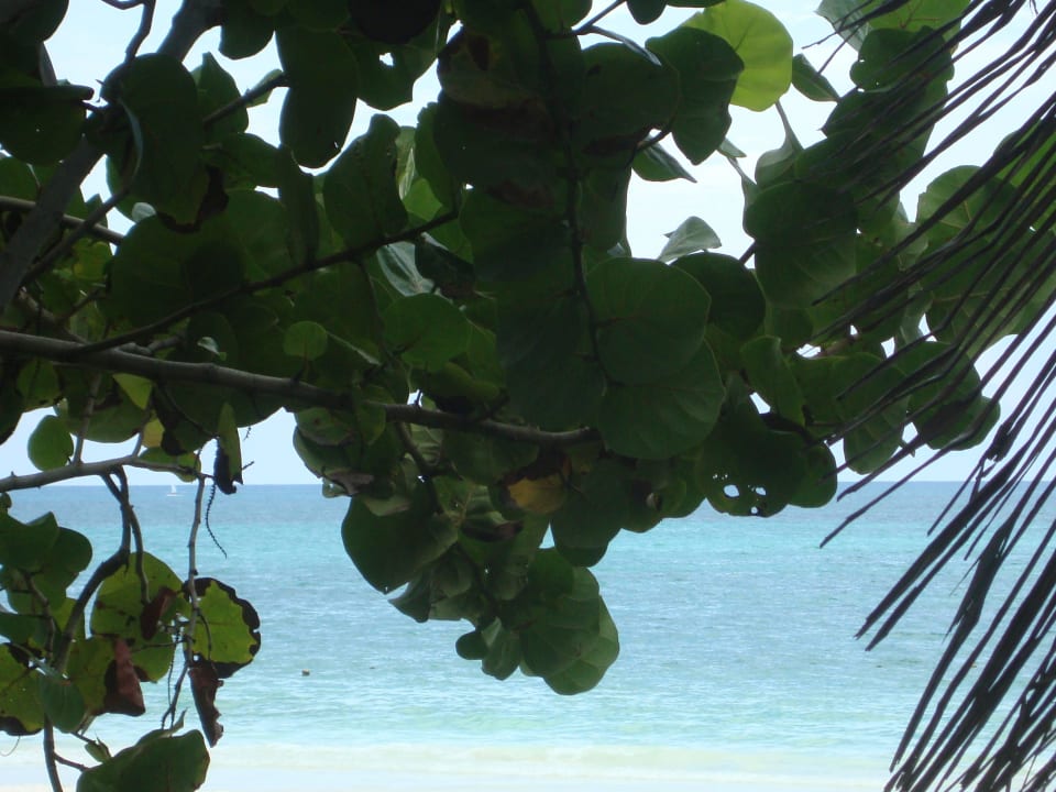 Hotel Catalonia Playa Maroma Catalonia Playa Maroma