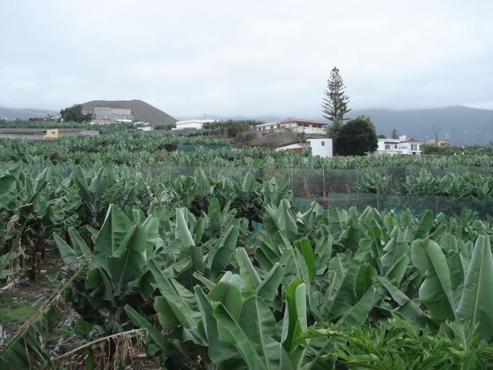 Bananen! Darf's ein bisschen mehr sein?  Villa Rosalva