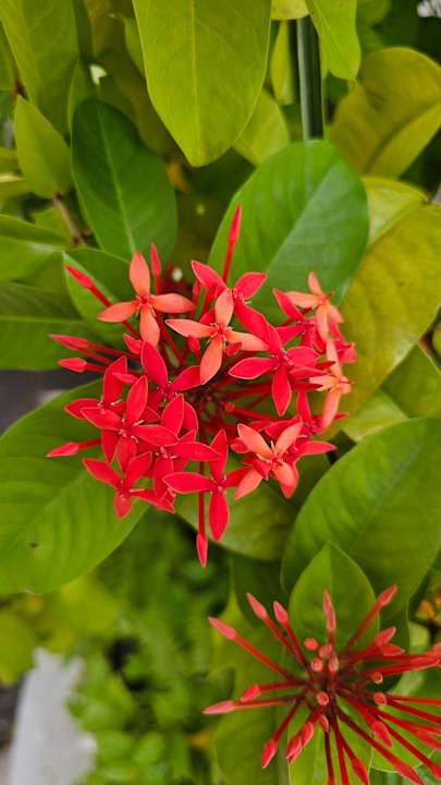 Gartenanlage Thulhagiri Island Resort