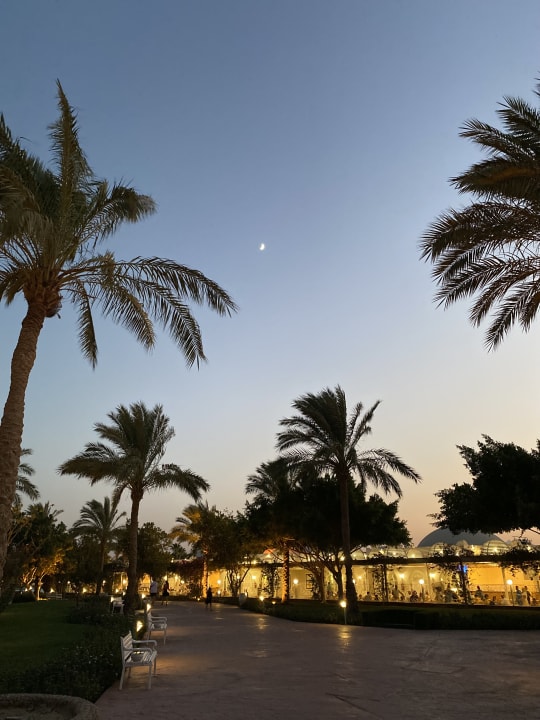 Gartenanlage Desert Rose