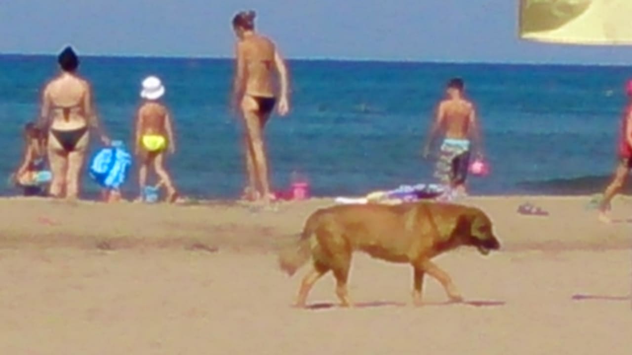 Hunde am Strand Sentido Trendy Verbena Beach