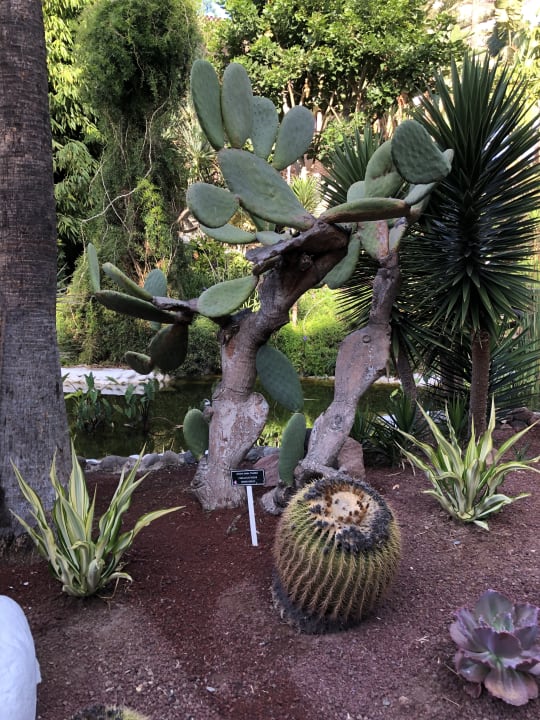 Gartenanlage Hotel Parque Tropical