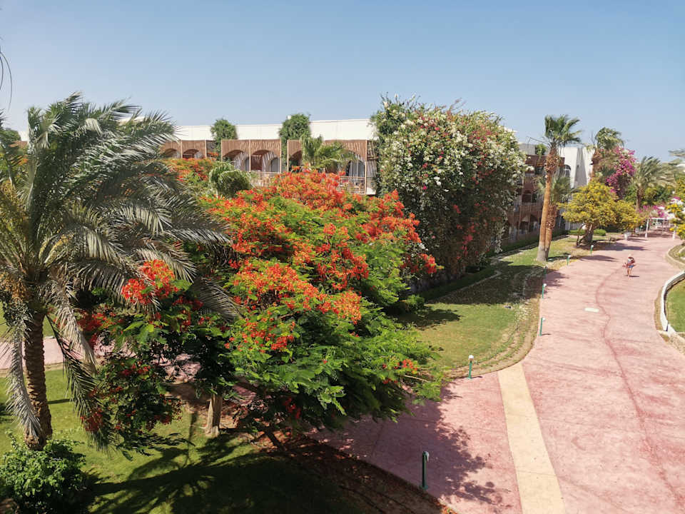 Gartenanlage Desert Rose