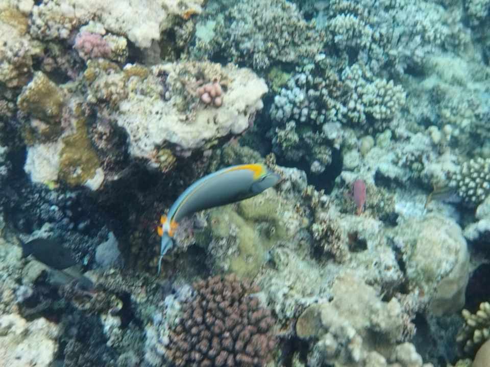 Sport & Freizeit Three Corners Sea Beach Resort