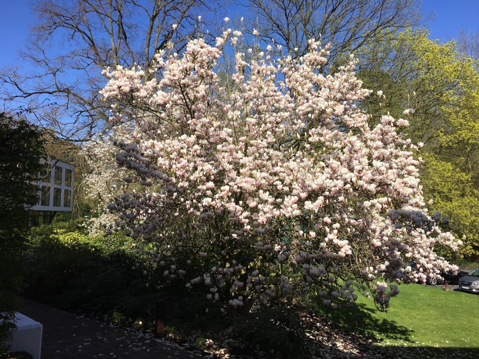 Garten vor dem Hotel FREIgeist Northeim