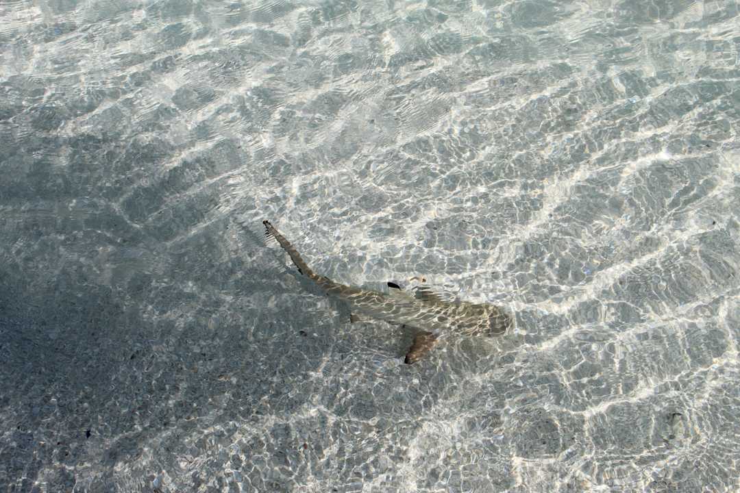 Sonstiges Kuramathi Maldives