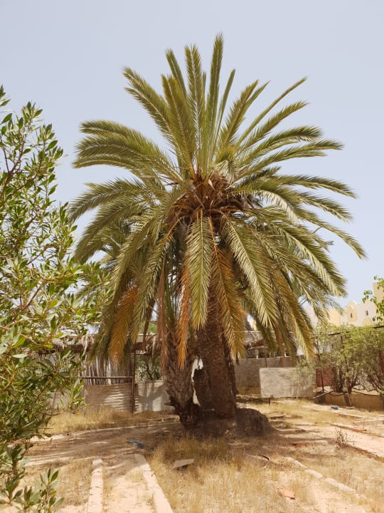 Gartenanlage Hotel Seabel Aladin Djerba