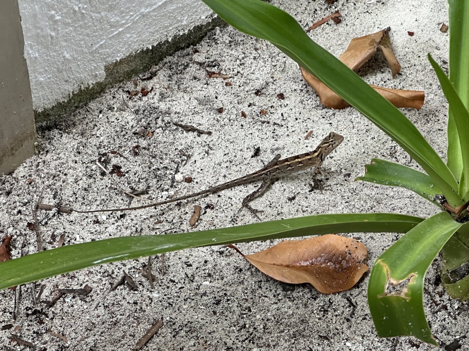 Zimmer NH Collection Maldives Reethi Resort