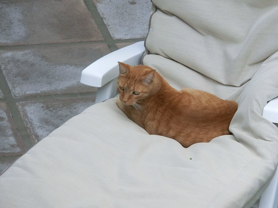 Hauskatze Garfield Hotel Parque Tropical