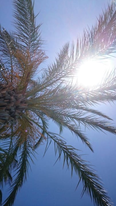 Erholung pur  Papillon Ayscha