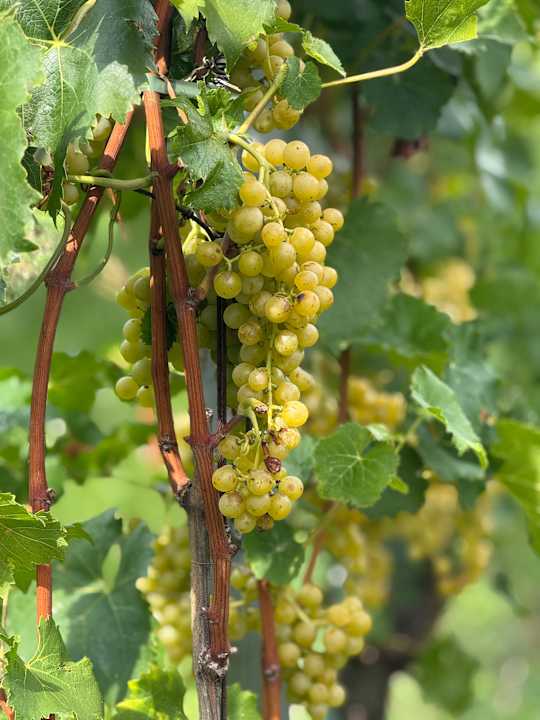 Gartenanlage Hotel Thalhof am See