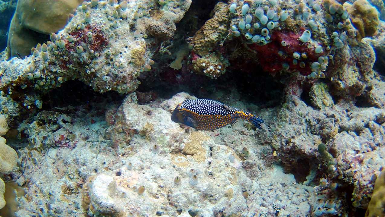 Sonstiges Vilamendhoo Island Resort & Spa