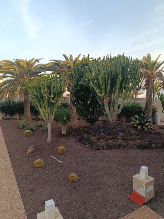 Außenansicht Alua Suites Fuerteventura