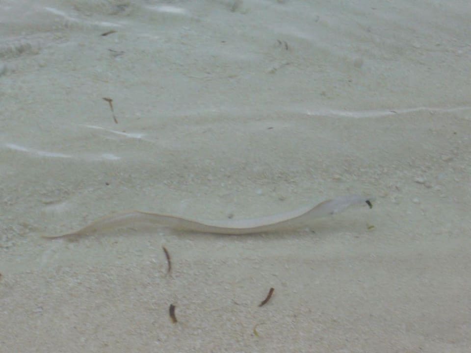 Sandmuräne Meeru Maldives Resort Island