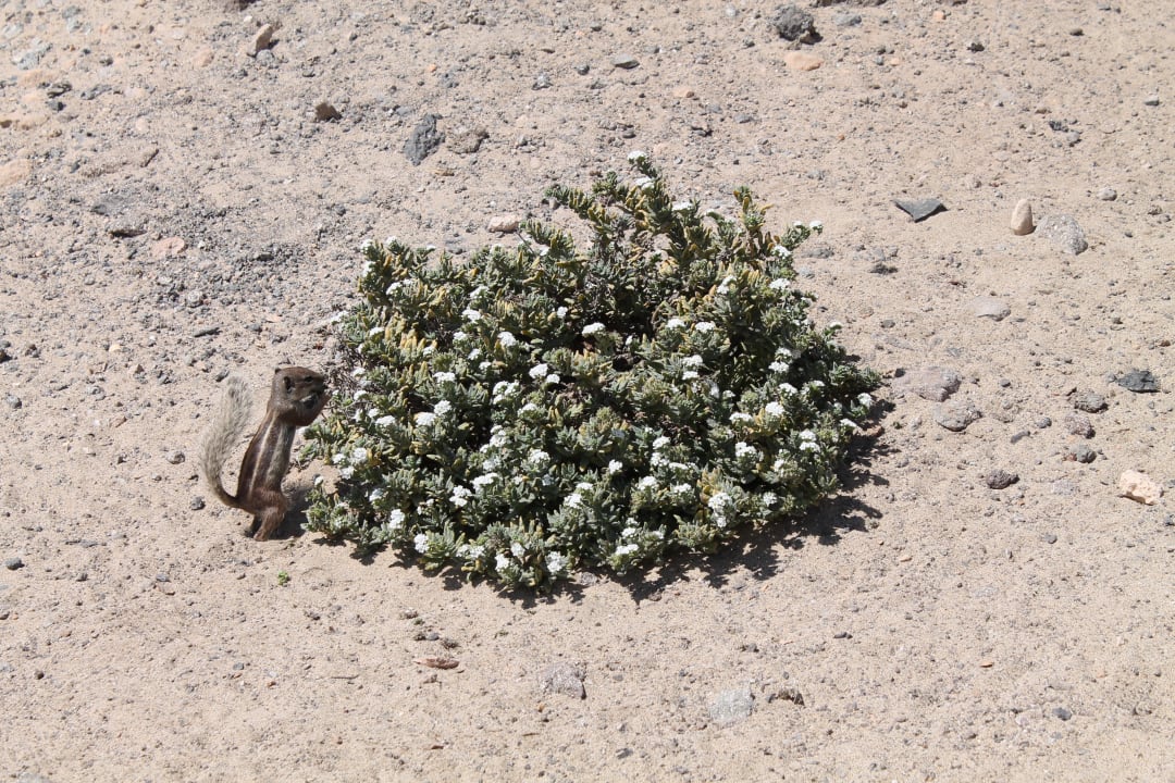 Zutrauliche Erdhörnchen H10 Tindaya