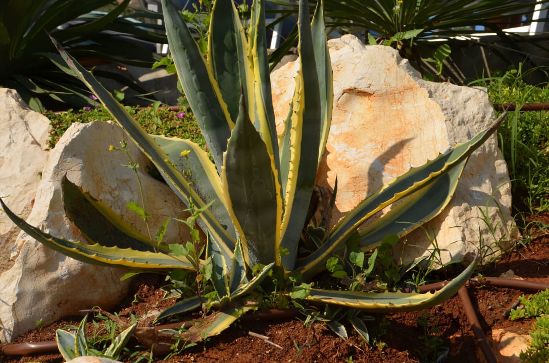 Hotel Isabella Pool, Außenanlage, Inselrundgag Isabella Island Resort Valamar Collection