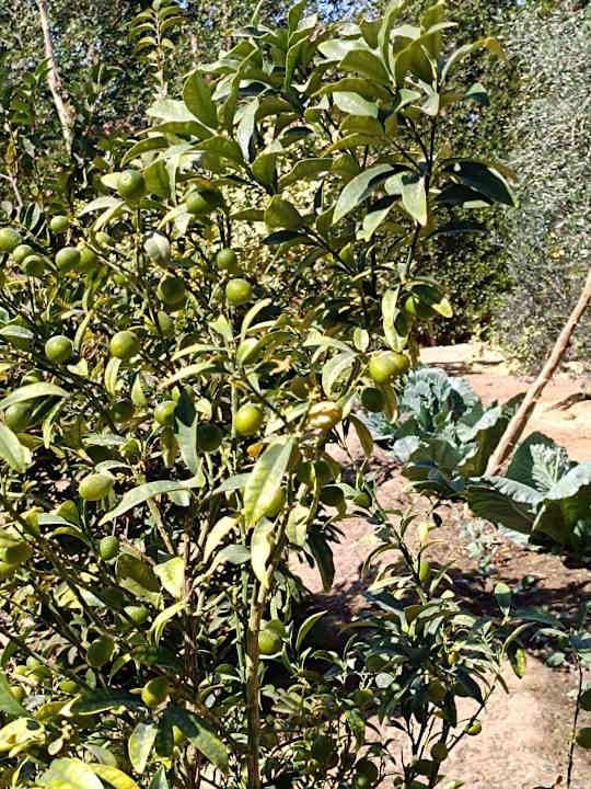 Gartenanlage Lemon & Soul Makadi Garden