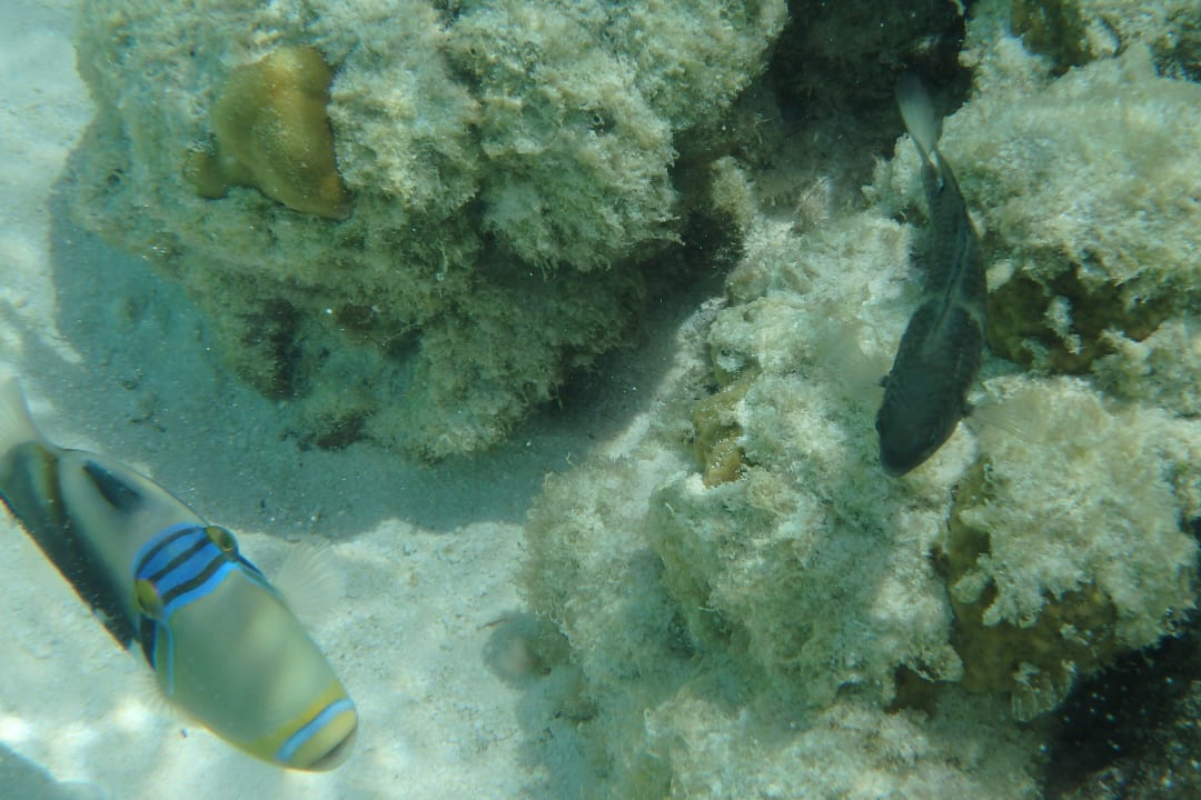 Picasso Drücker im seichten Wasser, wunderschön! Meeru Maldives Resort Island
