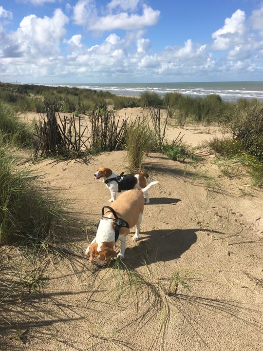 Strand Center Parcs Park De Haan