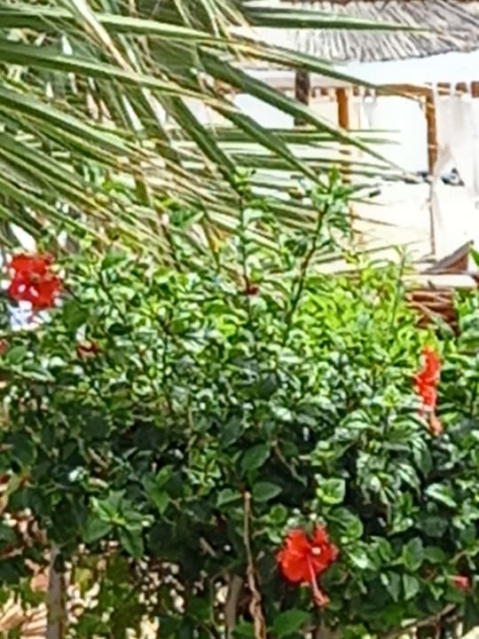 Gartenanlage HARPIN Happy Days Beach Hotel