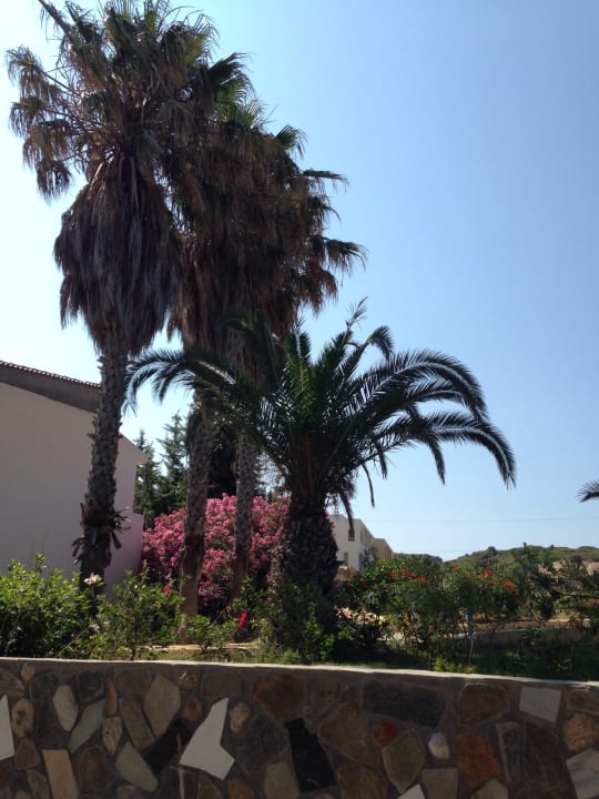 Bepflanzung am Hotel Hotel Kouros Palace