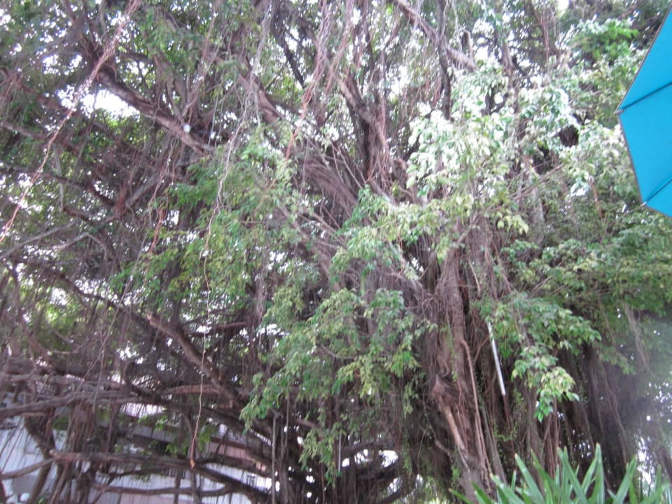 Großer Baum am Innenpool Pinnacle Grand Jomtien Resort