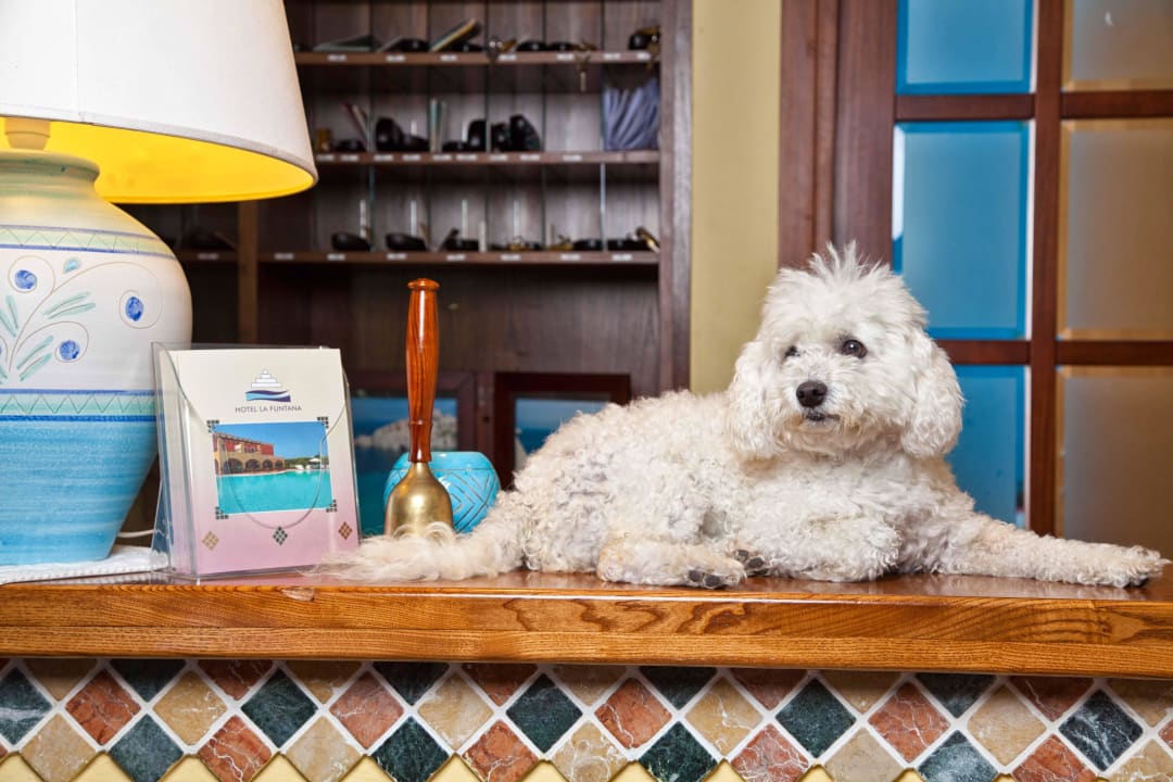Pet friendly hotel welcome manager Paloma Hotel La Funtana