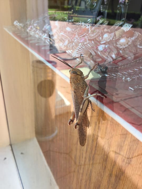 Sonstiges Desert Rose