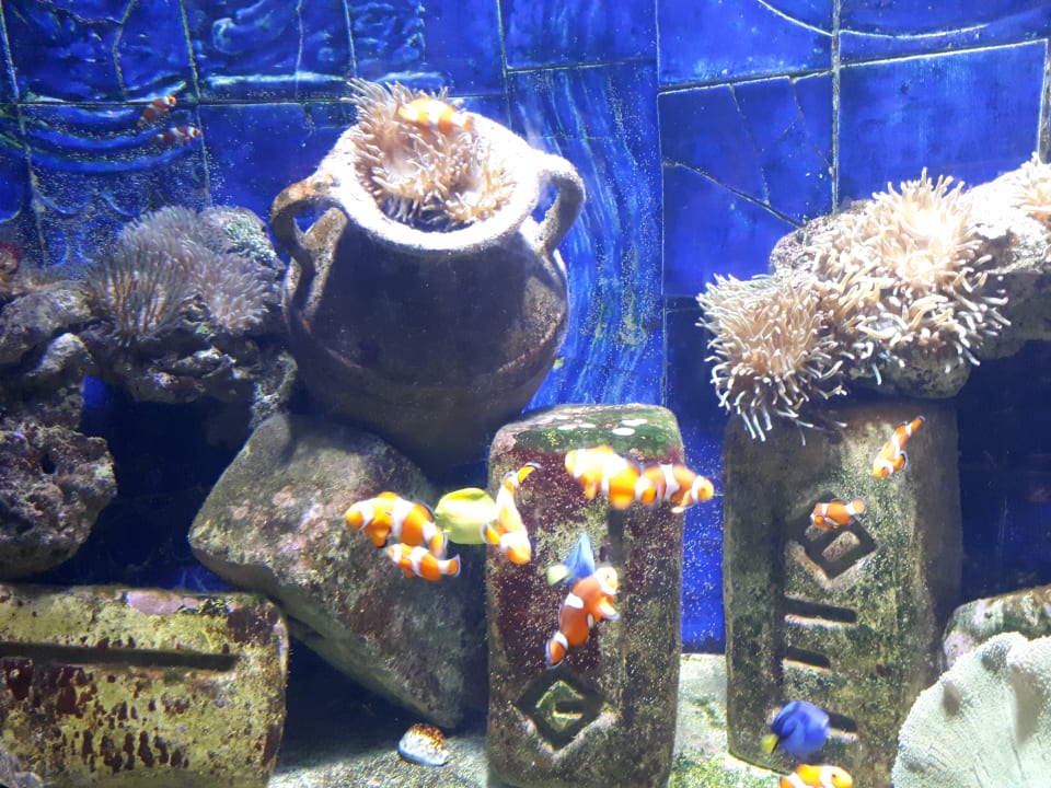 Sport & Freizeit Atlantis, The Palm