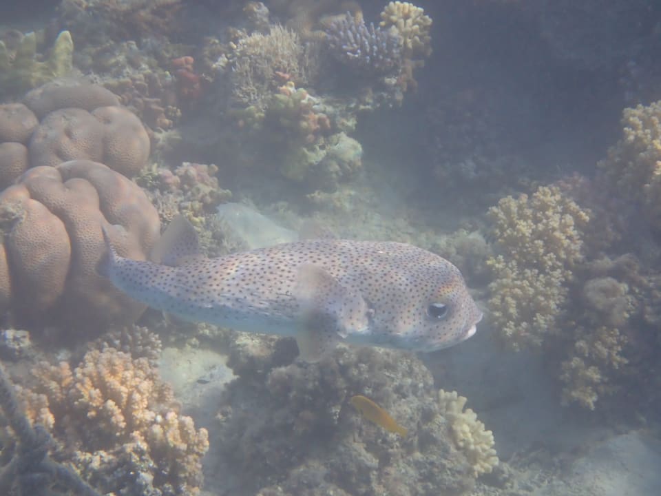 Strand Steigenberger Coraya Beach - Adults only