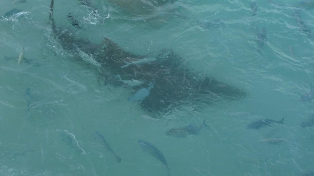 Gast der Fischfütterung NH Collection Maldives Reethi Resort