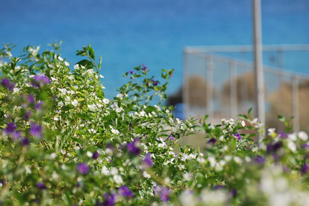 Schön Atlantica Mikri Poli Kos