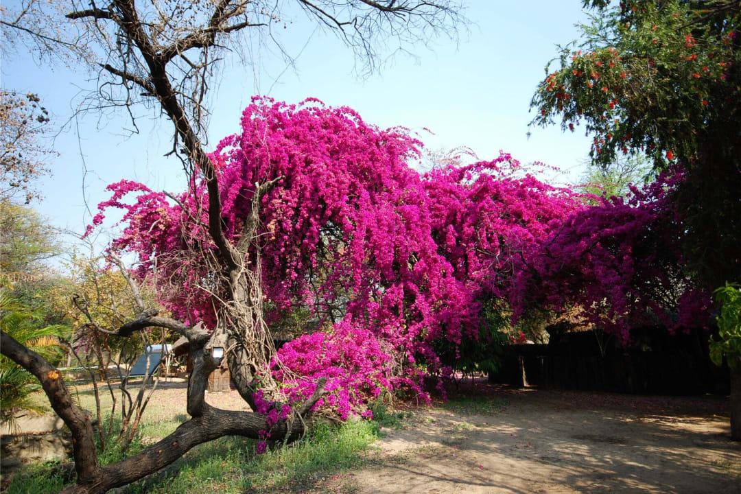 Bougainvillea n'Kwazi Lodge And Camping Site