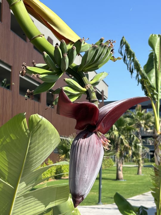 Gartenanlage Jacaranda Luxury Resort