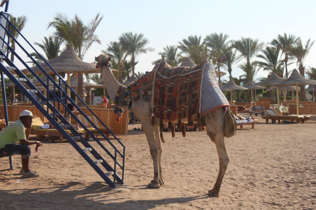 Верблюд Desert Rose