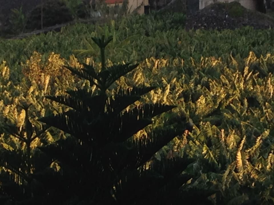 Ausblick Pestana Grand Ocean Resort