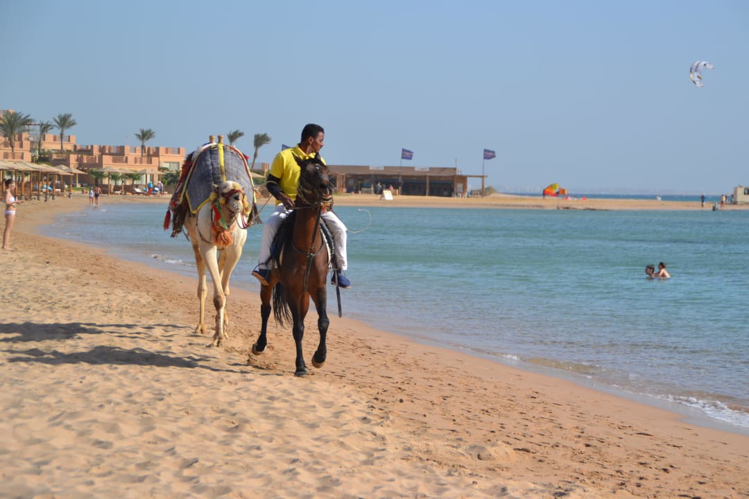  Reiten auf Kamel oder Pferd möglich Imperial Shams Abu Soma