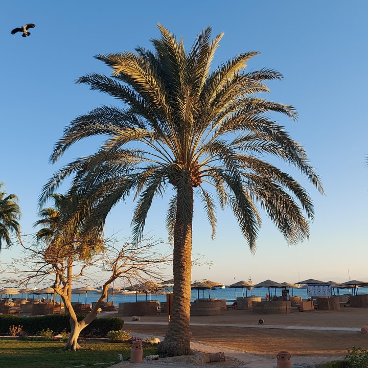 Strand Club Paradisio El Gouna, Red Sea