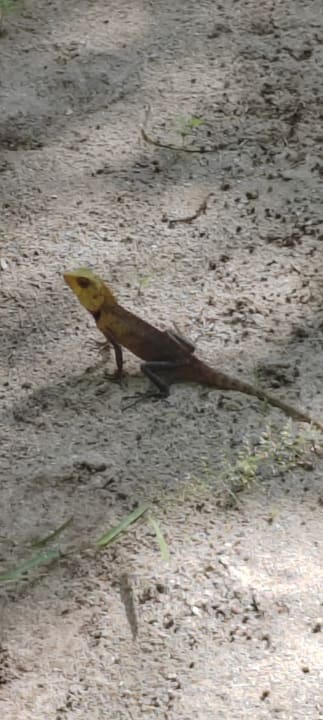 Gartenanlage Kuredu Island Resort & Spa