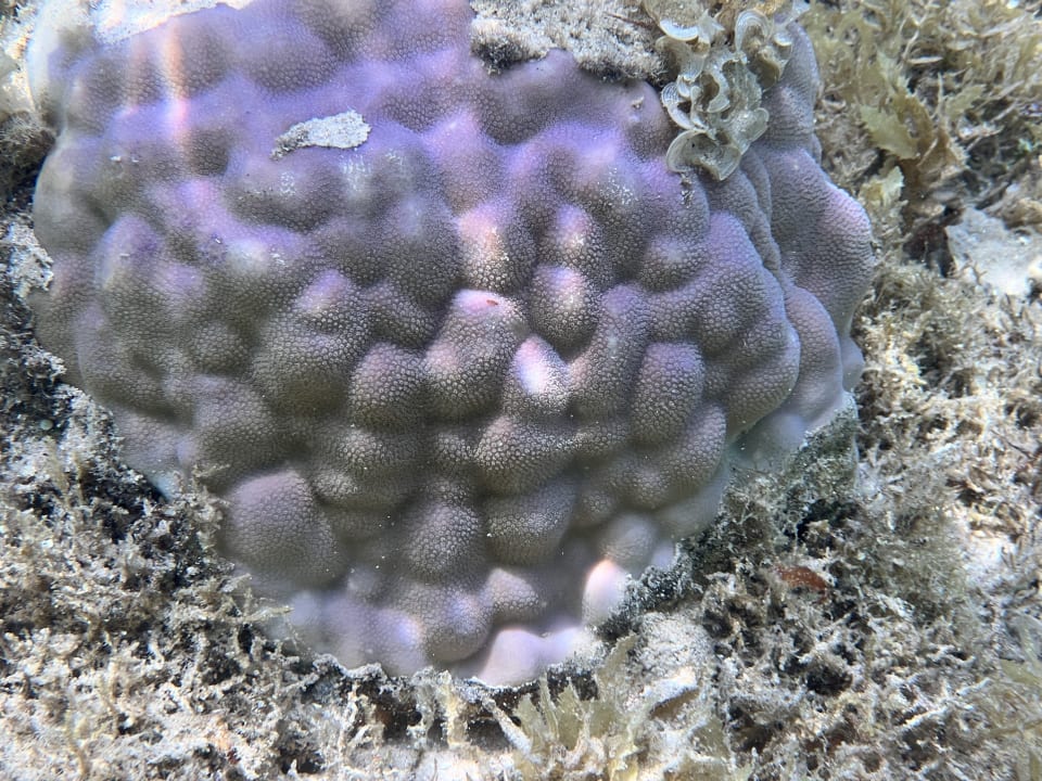 Strand Lazuli Hotel Marsa Alam