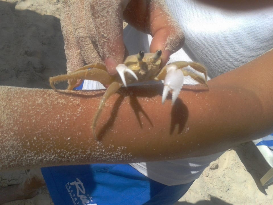 Hotel The Reef Playacar The Reef Playacar