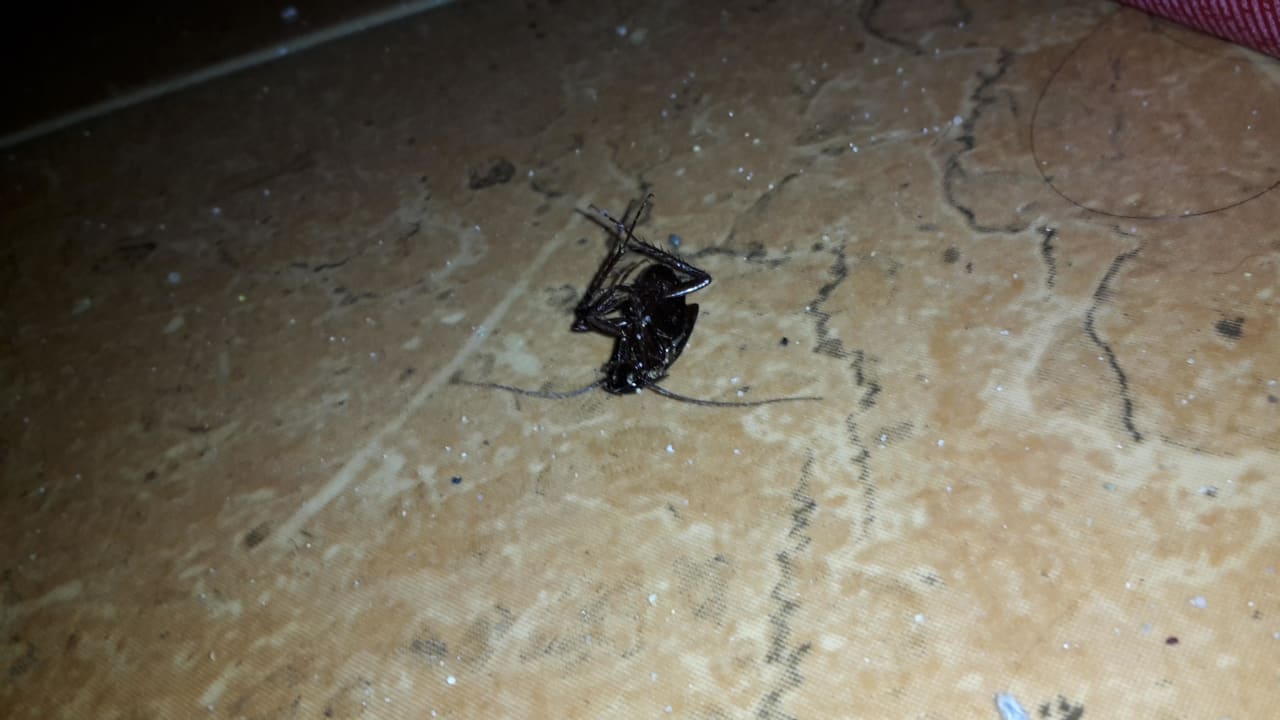 Kakerlake unter Bett Hotel Pliska