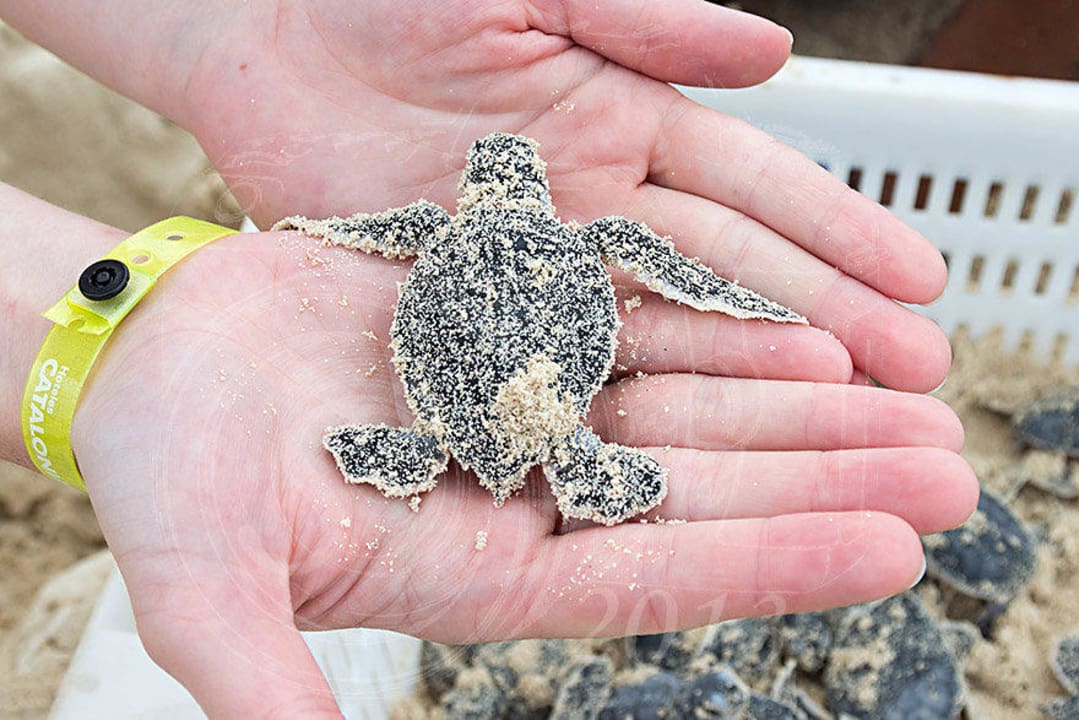 Frisch geschlüpfte Schildkröte Catalonia Playa Maroma