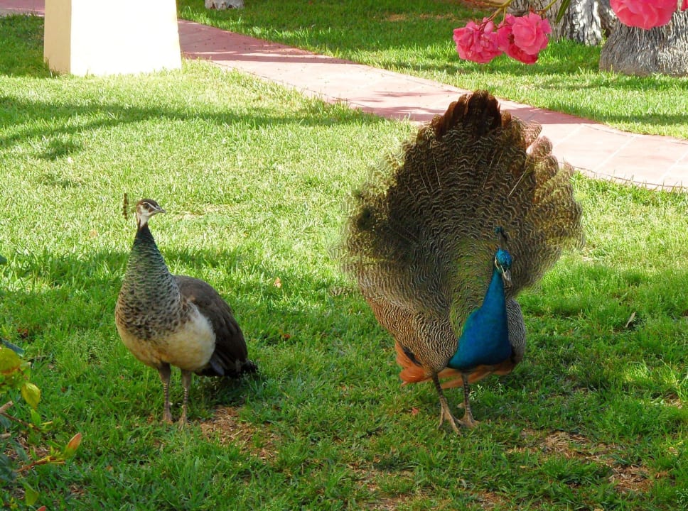 Die "Haustiere" in der Bungalowanlage HL Miraflor Suites Hotel