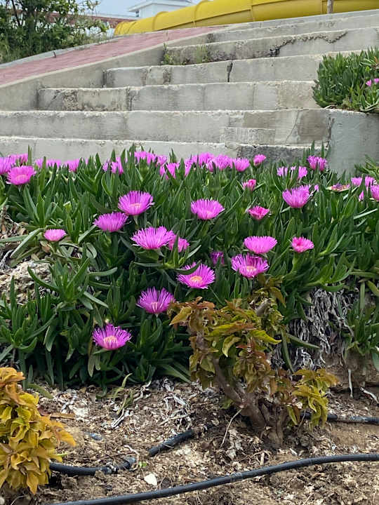 Gartenanlage Diamond Premium Hotel & Spa