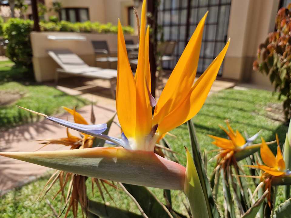 Gartenanlage allsun Hotel Esplendido