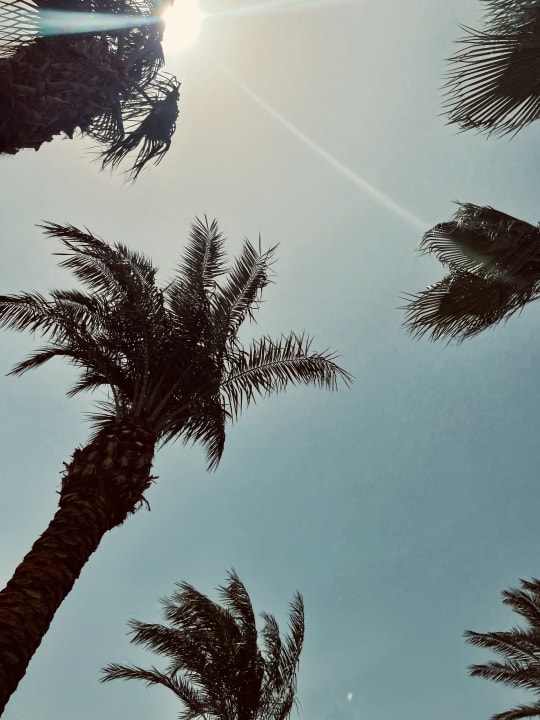 Gartenanlage Steigenberger ALDAU Beach Hotel