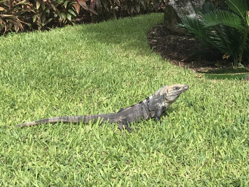 Gartenanlage Grand Palladium Kantenah Resort & Spa